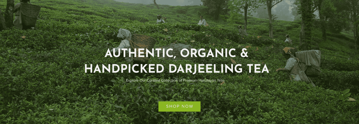 Darjeelingteaplucking-Headerbanner1desktop