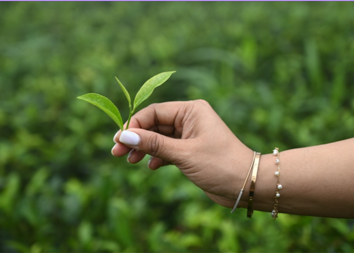 Organic Tea