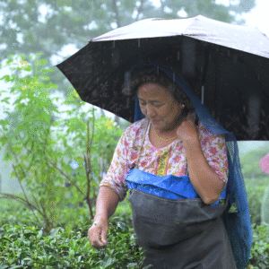 Best-quality-leaf-sourced-directly-from-himalayas-