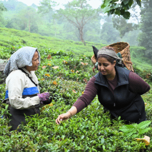 Directly-sourced-organic-darjeeling-tea