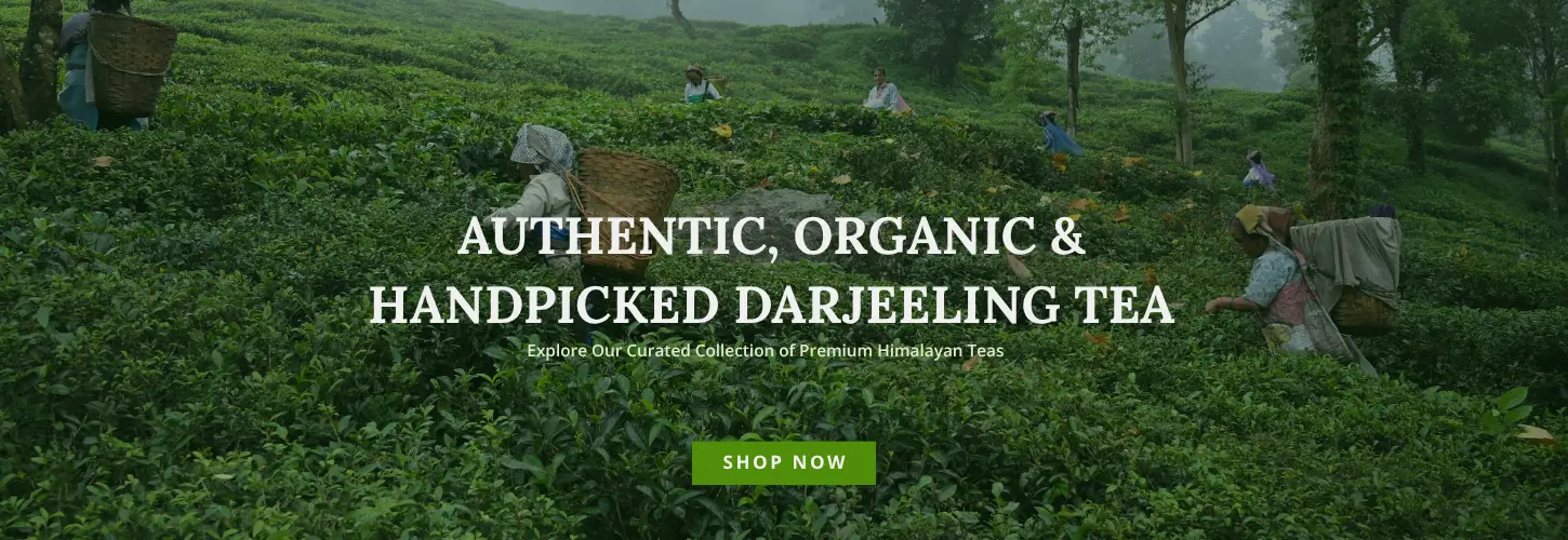 Darjeelingteaplucking-Headerbanner1desktop